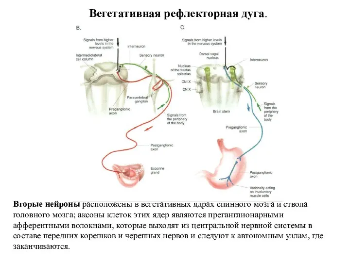 Вегетативная рефлекторная дуга. Вторые нейроны расположены в вегетативных ядрах спинного мозга и