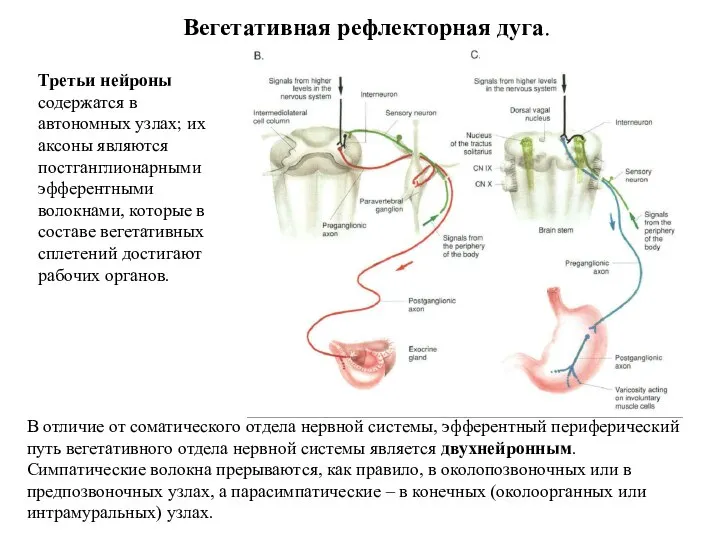 Вегетативная рефлекторная дуга. В отличие от соматического отдела нервной системы, эфферентный периферический