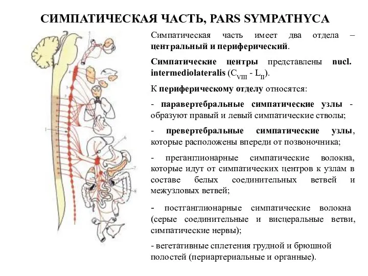 СИМПАТИЧЕСКАЯ ЧАСТЬ, PARS SYMPATHYCA Симпатическая часть имеет два отдела – центральный и