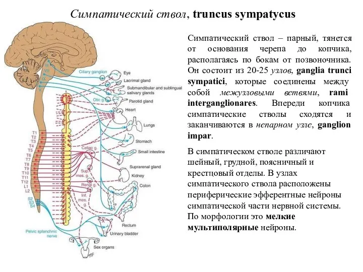 Симпатический ствол, truncus sympatycus Симпатический ствол – парный, тянется от основания черепа