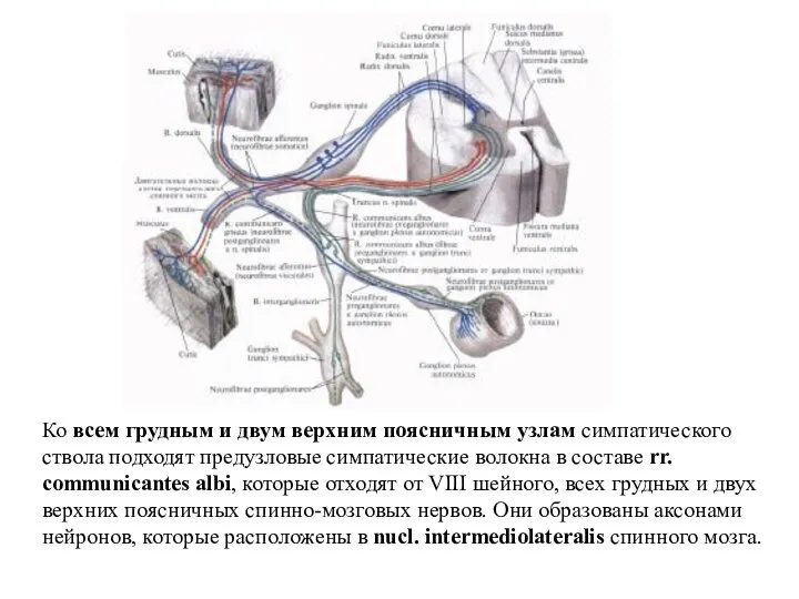 Ко всем грудным и двум верхним поясничным узлам симпатического ствола подходят предузловые