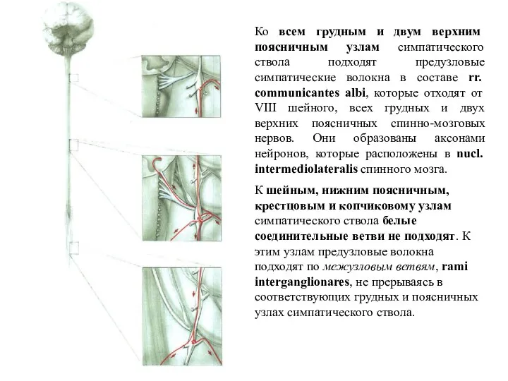 Ко всем грудным и двум верхним поясничным узлам симпатического ствола подходят предузловые