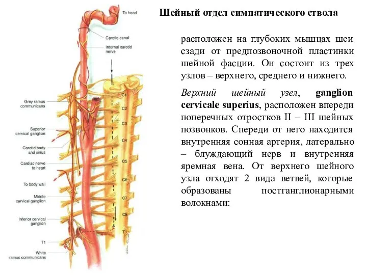 Шейный отдел симпатического ствола расположен на глубоких мышцах шеи сзади от предпозвоночной