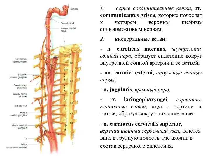 1) серые соединительные ветви, rr. communicantes grisea, которые подходят к четырем верхним