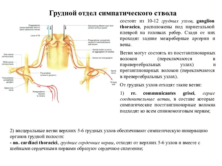 Грудной отдел симпатического ствола состоит из 10-12 грудных узлов, ganglion thoracica, расположены