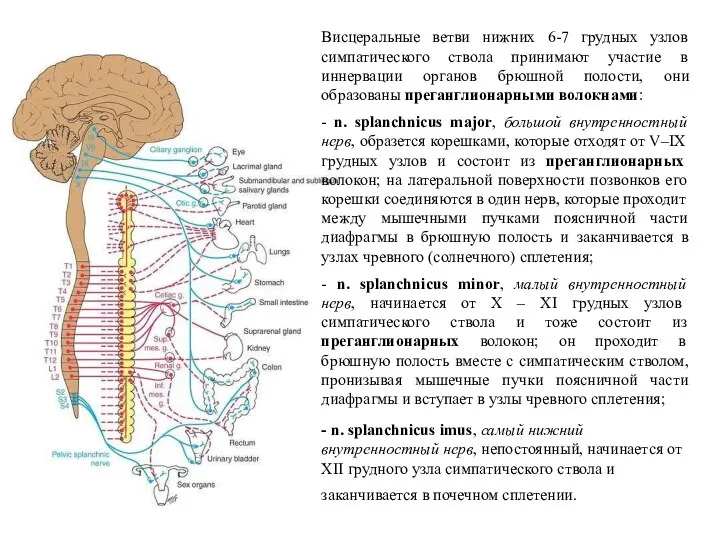 Висцеральные ветви нижних 6-7 грудных узлов симпатического ствола принимают участие в иннервации