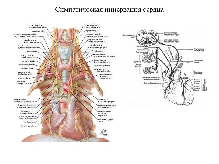 Симпатическая иннервация сердца