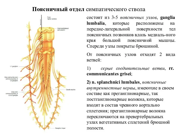 Поясничный отдел симпатического ствола состоит из 3-5 поясничных узлов, ganglia lumbalia, которые