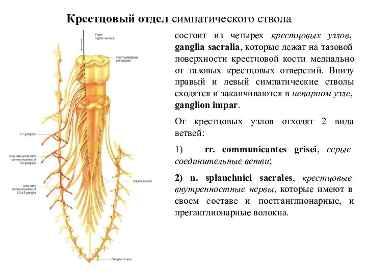 Крестцовый отдел симпатического ствола состоит из четырех крестцовых узлов, ganglia sacralia, которые