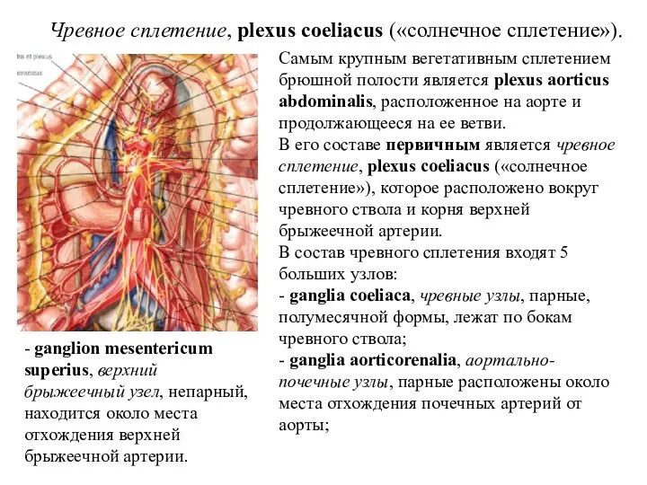 Чревное сплетение, plexus coeliacus («солнечное сплетение»). Самым крупным вегетативным сплетением брюшной полости