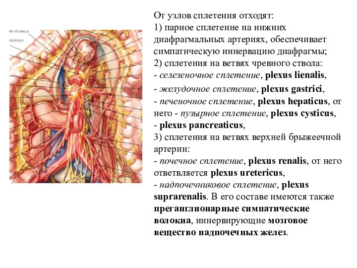 От узлов сплетения отходят: 1) парное сплетение на нижних диафрагмальных артериях, обеспечивает