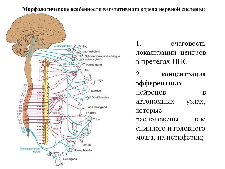 Морфологические особенности вегетативного отдела нервной системы: 1. очаговость локализации центров в пределах