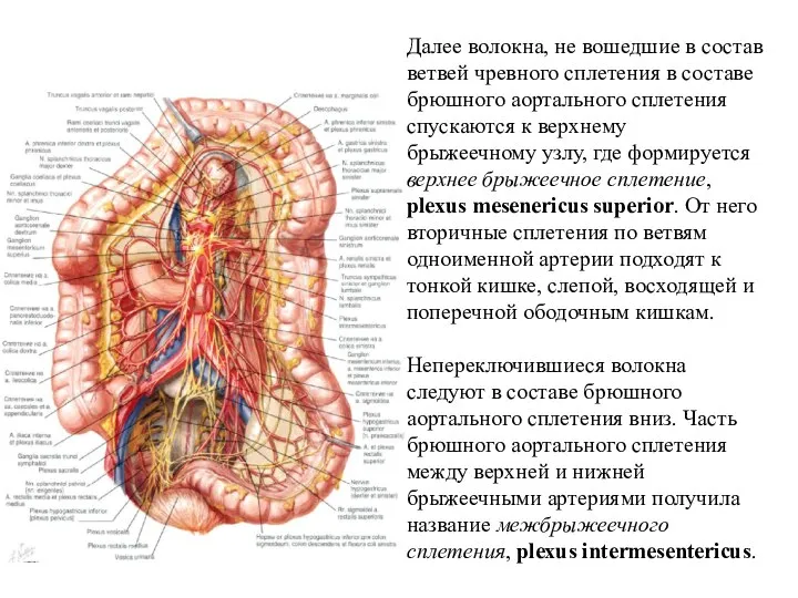 Далее волокна, не вошедшие в состав ветвей чревного сплетения в составе брюшного