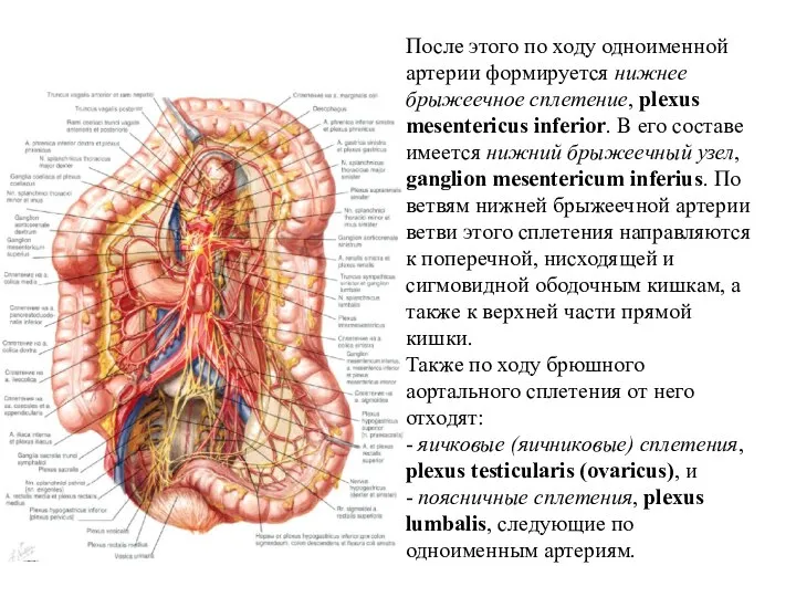 После этого по ходу одноименной артерии формируется нижнее брыжеечное сплетение, plexus mesentericus