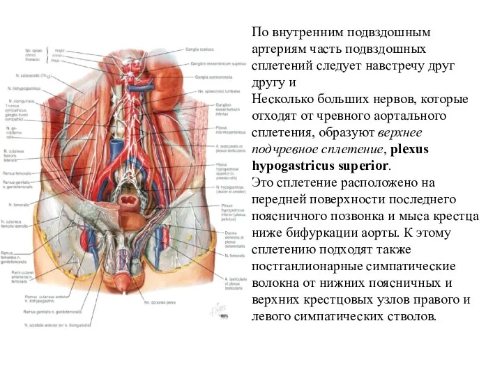 По внутренним подвздошным артериям часть подвздошных сплетений следует навстречу друг другу и