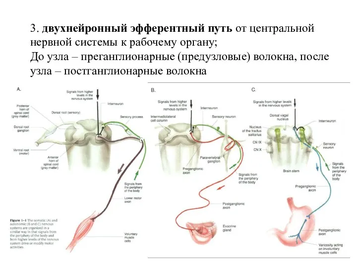 3. двухнейронный эфферентный путь от центральной нервной системы к рабочему органу; До