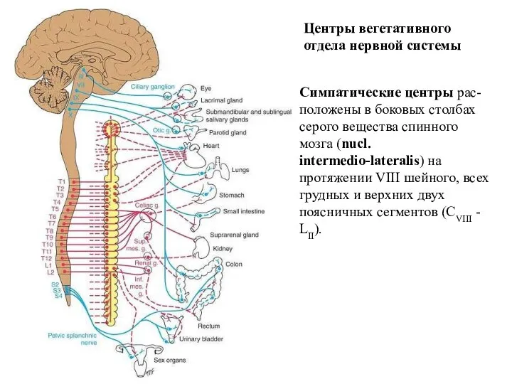 Центры вегетативного отдела нервной системы Симпатические центры рас-положены в боковых столбах серого