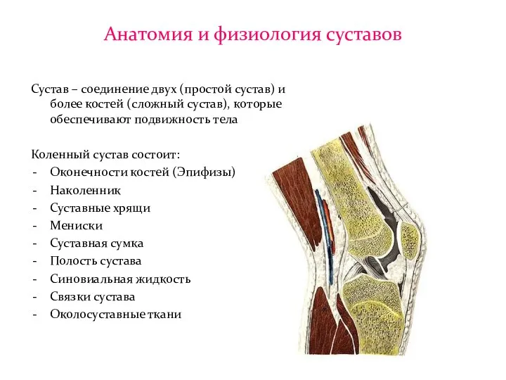 Анатомия и физиология суставов Сустав – соединение двух (простой сустав) и более