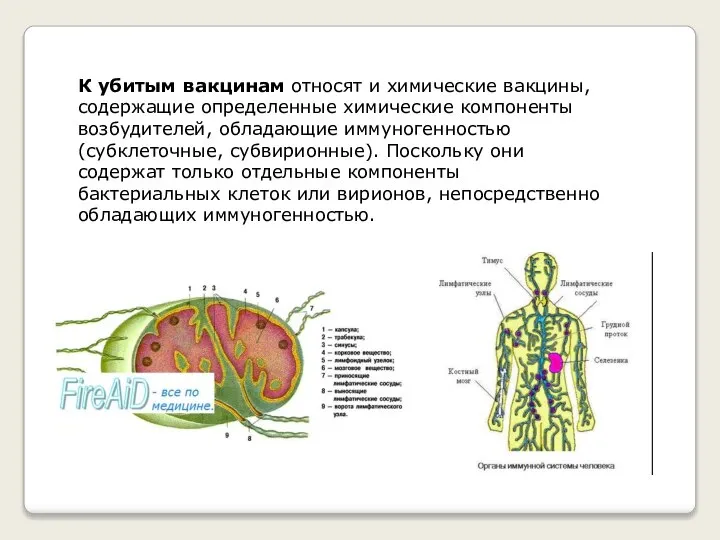 К убитым вакцинам относят и химические вакцины, содержащие определенные химические компоненты возбудителей,