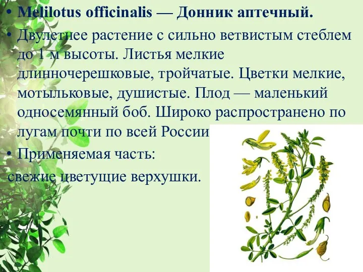 Melilotus officinalis — Донник аптечный. Двулетнее растение с сильно ветвистым стеблем до
