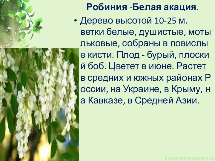 Робиния -Белая акация. Дерево высотой 10-25 м. ветки белые, душистые, мотыльковые, собраны