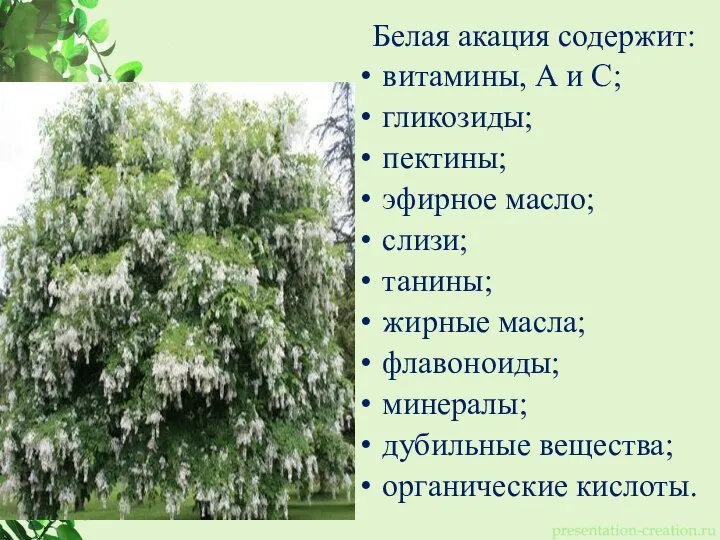 Белая акация содержит: витамины, А и С; гликозиды; пектины; эфирное масло; слизи;