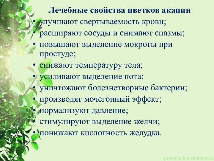 Лечебные свойства цветков акации улучшают свертываемость крови; расширяют сосуды и снимают спазмы;