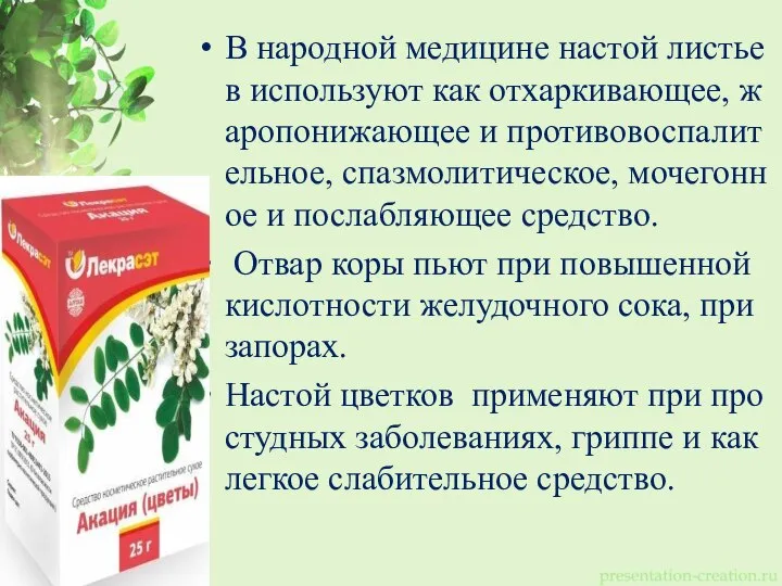 В народной медицине настой листьев используют как отхаркивающее, жаропонижающее и противовоспалительное, спазмолитическое,