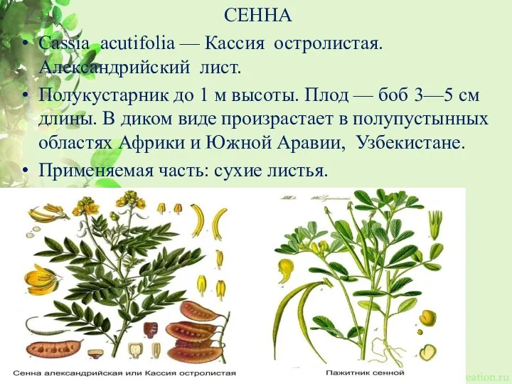 СЕННА Cassia acutifolia — Кассия остролистая. Александрийский лист. Полукустарник до 1 м