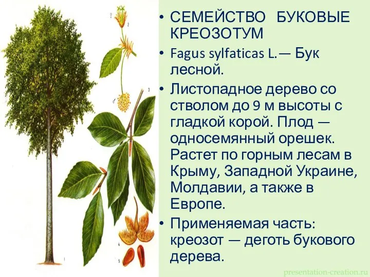 СЕМЕЙСТВО БУКОВЫЕ КРЕОЗОТУМ Fagus sylfaticas L.— Бук лесной. Листопадное дерево со стволом