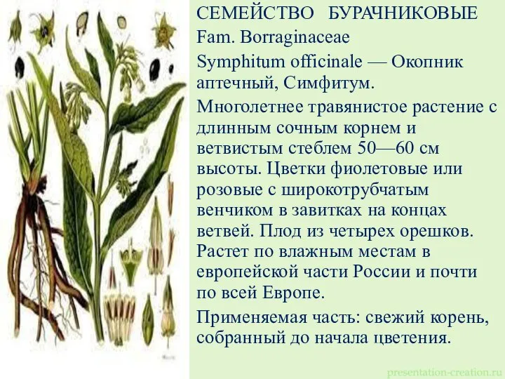 СЕМЕЙСТВО БУРАЧНИКОВЫЕ Fam. Borraginaceae Symphitum officinale — Окопник аптечный, Симфитум. Многолетнее травянистое