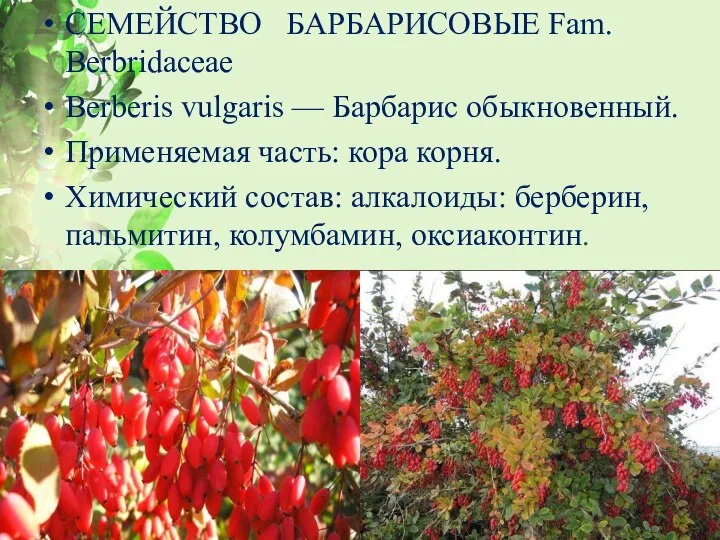 СЕМЕЙСТВО БАРБАРИСОВЫЕ Fam. Berbridaceae Berberis vulgaris — Барбарис обыкновенный. Применяемая часть: кора