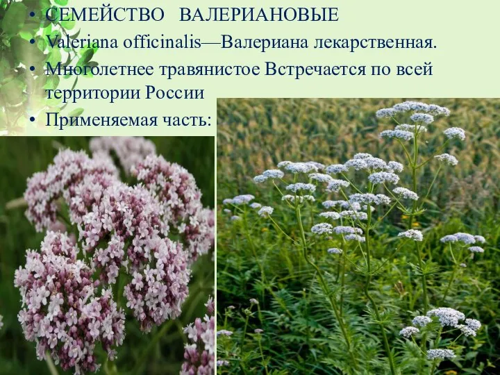 СЕМЕЙСТВО ВАЛЕРИАНОВЫЕ Valeriana officinalis—Валериана лекарственная. Многолетнее травянистое Встречается по всей территории России