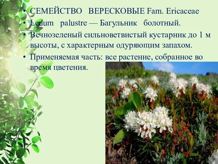 СЕМЕЙСТВО ВЕРЕСКОВЫЕ Fam. Ericaceae Ledum palustre — Багульник болотный. Вечнозеленый сильноветвистый кустарник