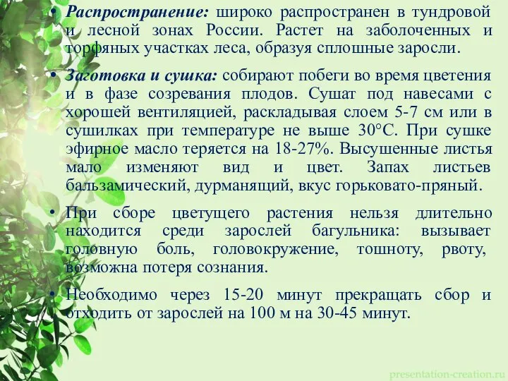 Распространение: широко распространен в тундровой и лесной зонах России. Растет на заболоченных