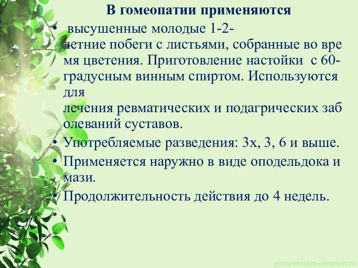 В гомеопатии применяются высушенные молодые 1-2-летние побеги с листьями, собранные во время