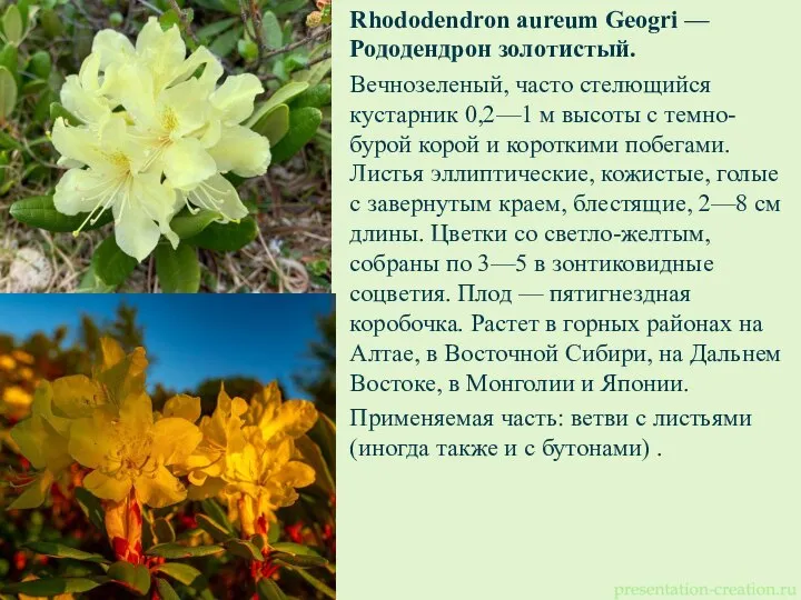 Rhododendron aureum Geogri — Рододендрон золотистый. Вечнозеленый, часто стелющийся кустарник 0,2—1 м