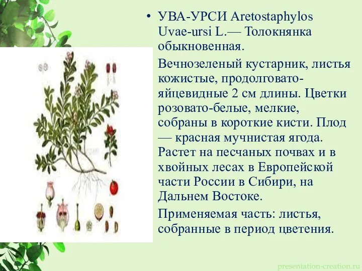 УВА-УРСИ Aretostaphylos Uvae-ursi L.— Толокнянка обыкновенная. Вечнозеленый кустарник, листья кожистые, продолговато-яйцевидные 2