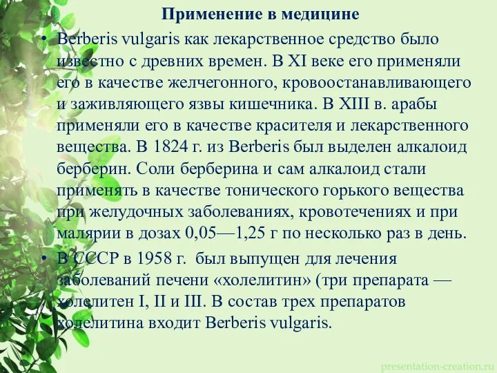 Применение в медицине Berberis vulgaris как лекарственное средство было известно с древних