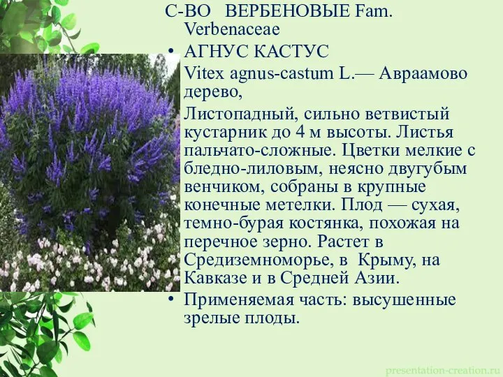 С-ВО ВЕРБЕНОВЫЕ Fam. Verbenaceae АГНУС КАСТУС Vitex agnus-castum L.— Авраамово дерево, Листопадный,