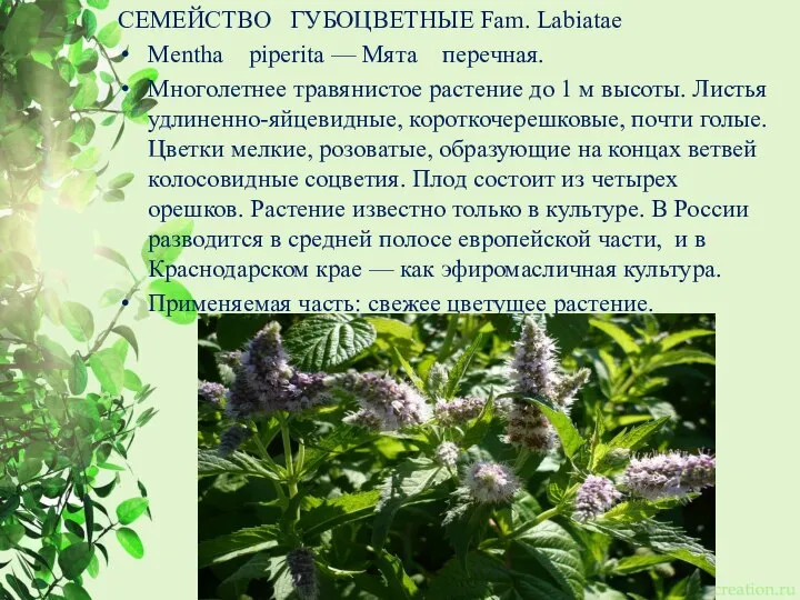 СЕМЕЙСТВО ГУБОЦВЕТНЫЕ Fam. Labiatae Mentha piperita — Мята перечная. Многолетнее травянистое растение