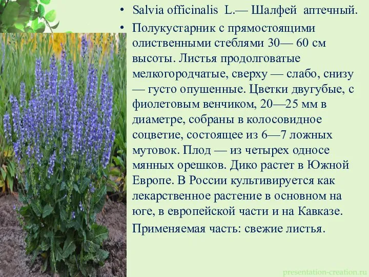 Salvia officinalis L.— Шалфей аптечный. Полукустарник с прямостоящими олиственными стеблями 30— 60