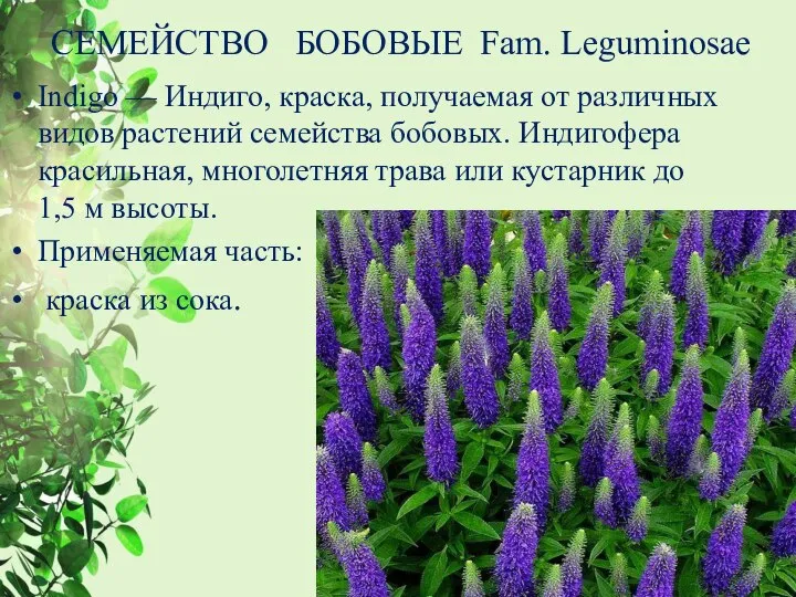 СЕМЕЙСТВО БОБОВЫЕ Fam. Leguminosae Indigo — Индиго, краска, получаемая от различных видов