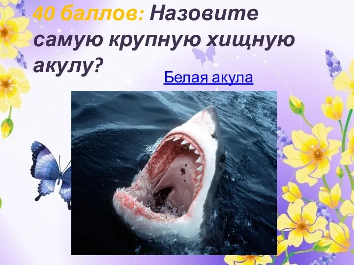 40 баллов: Назовите самую крупную хищную акулу? Белая акула