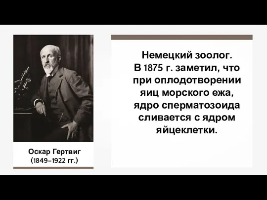 Оскар Гертвиг (1849–1922 гг.) Немецкий зоолог. В 1875 г. заметил, что при