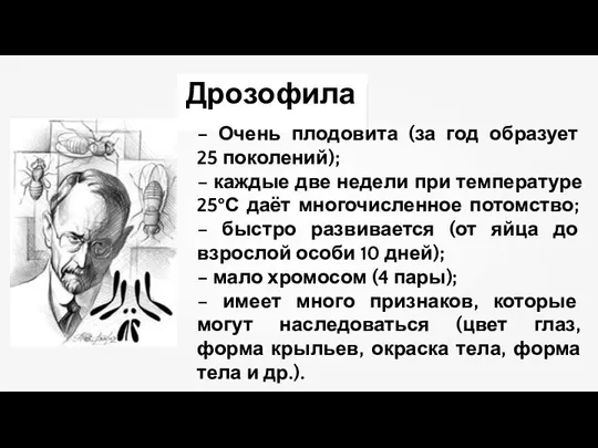 – Очень плодовита (за год образует 25 поколений); – каждые две недели