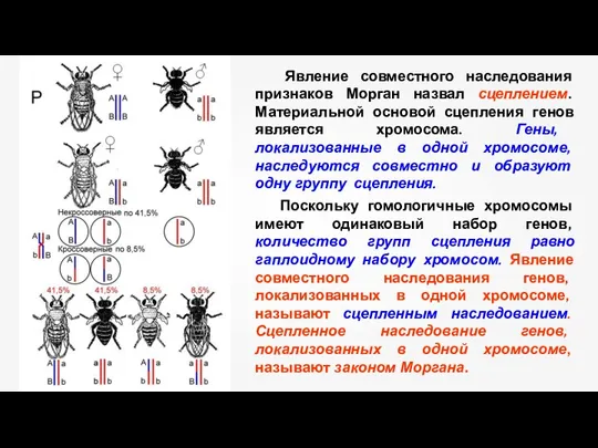 Явление совместного наследования признаков Морган назвал сцеплением. Материальной основой сцепления генов является