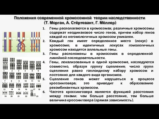Положения современной хромосомной теории наследственности (Т. Морган, А. Стёртевант, Г. Мёллер) Гены