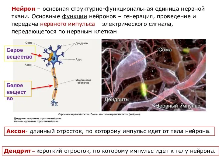 Нейрон – основная структурно-функциональная единица нервной ткани. Основные функции нейронов – генерация,