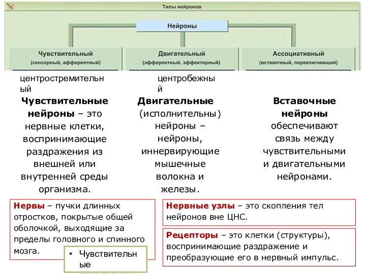 Чувствительные нейроны – это нервные клетки, воспринимающие раздражения из внешней или внутренней